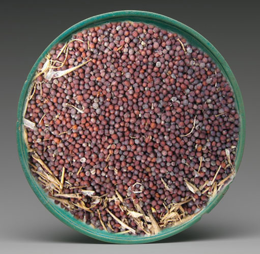 تخم شلغم (۵۰گرم)